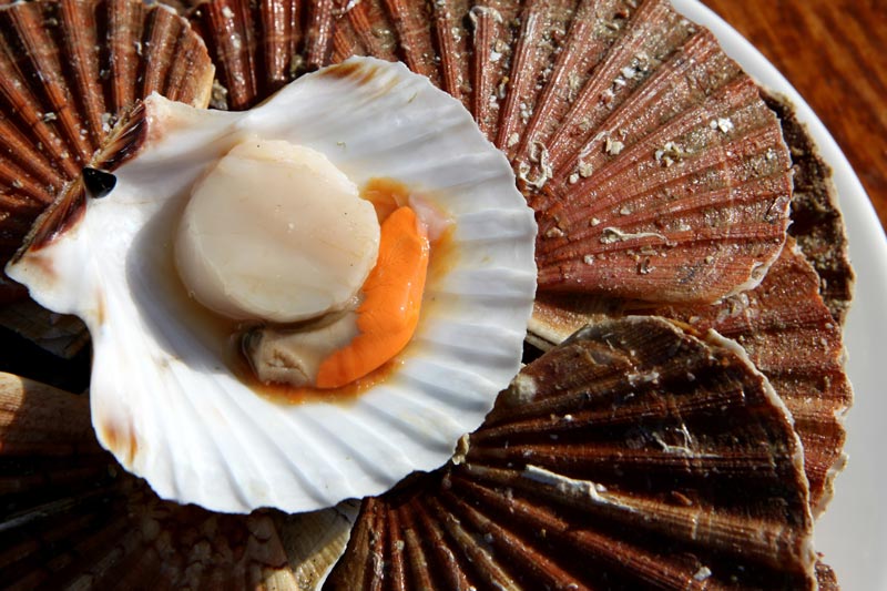 Coquille St Jacques